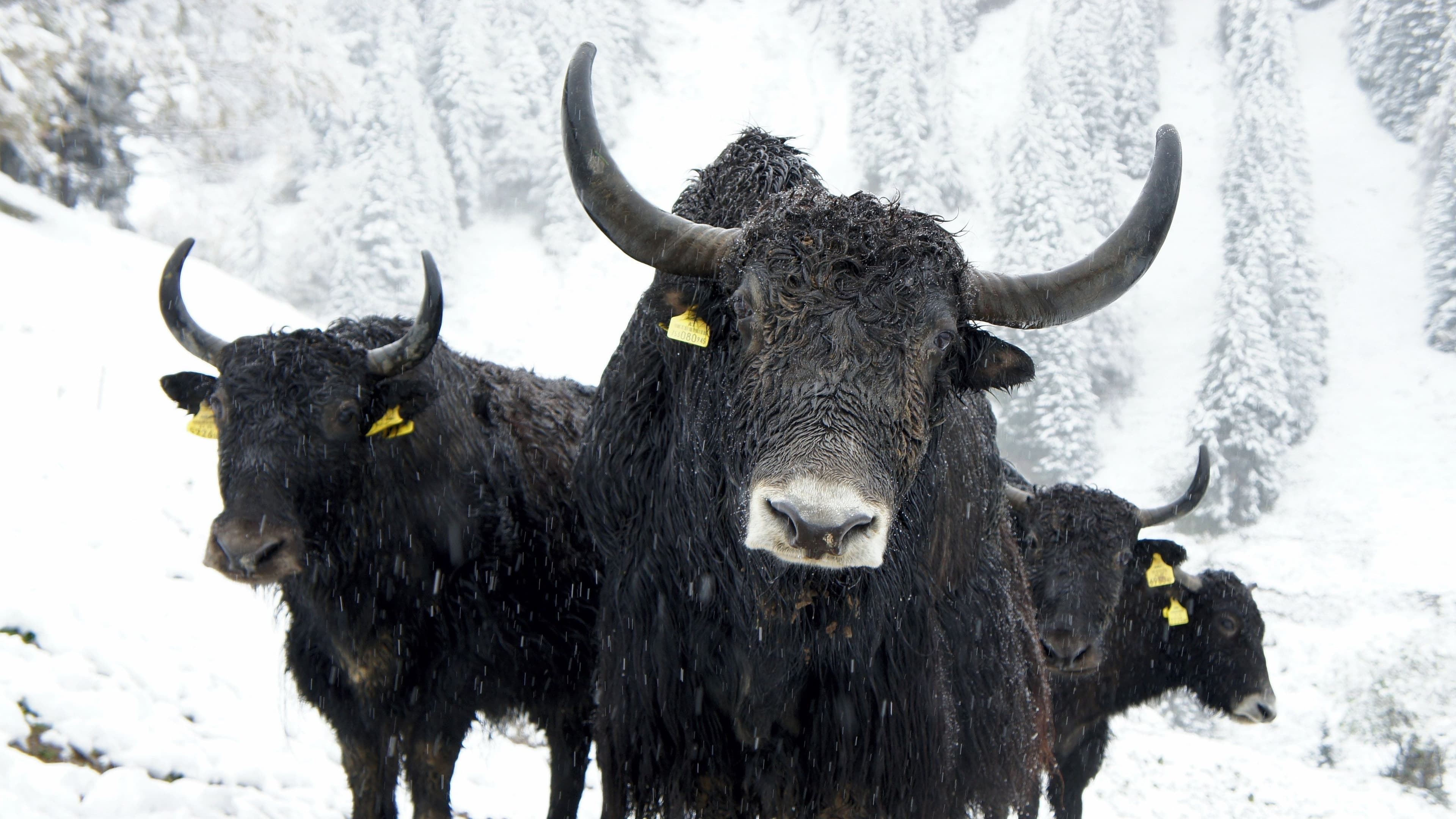 Bulls. (Lieve Ransijn/ Unsplash)