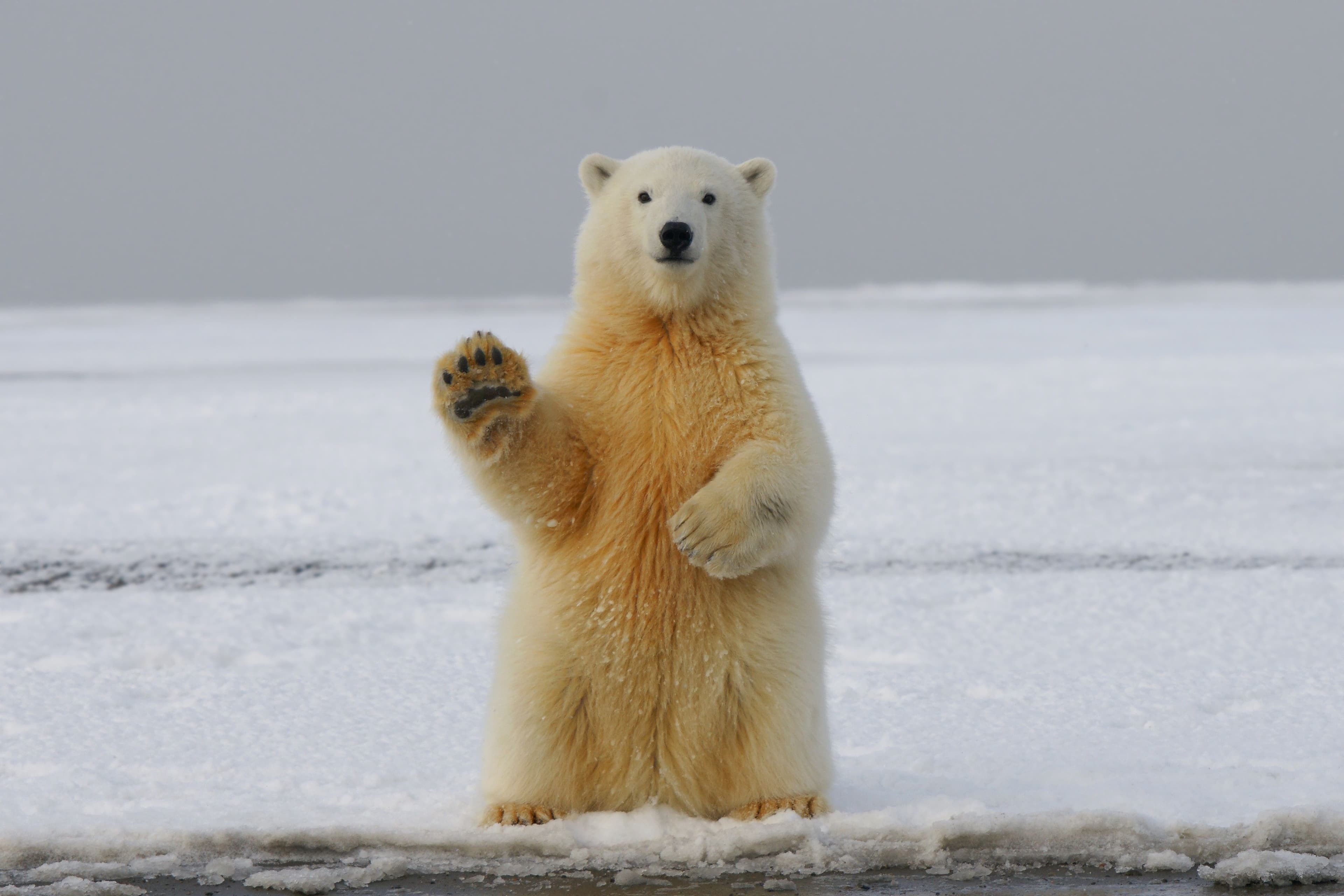 Bear Waving goodbye