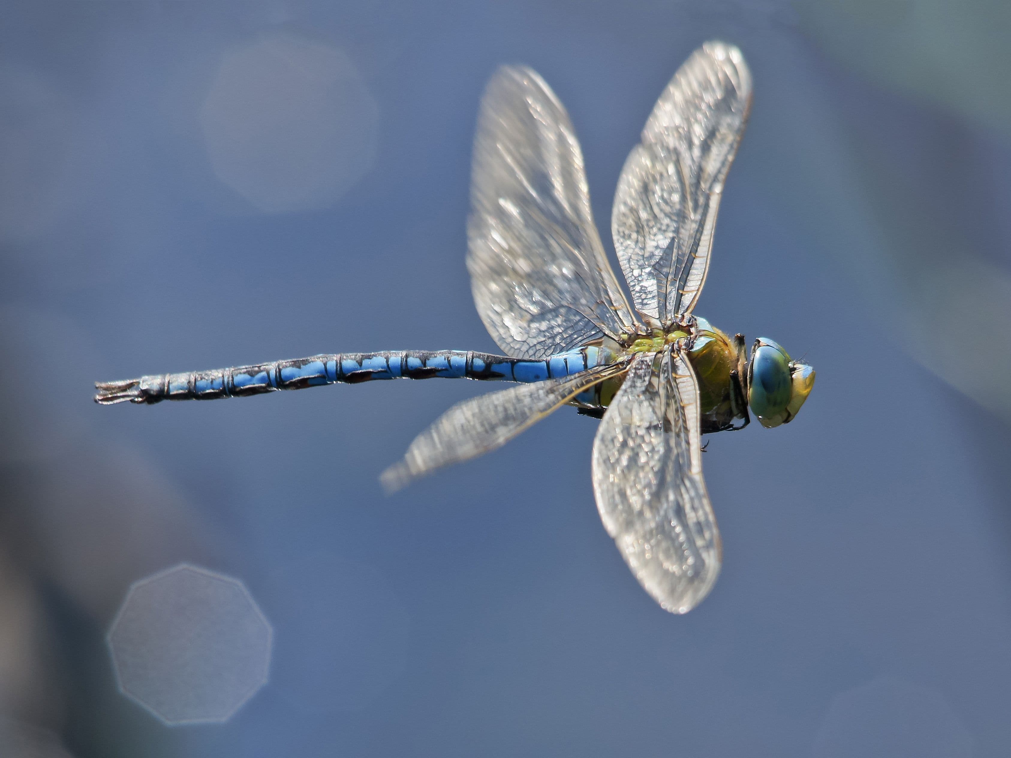 Dragonfly