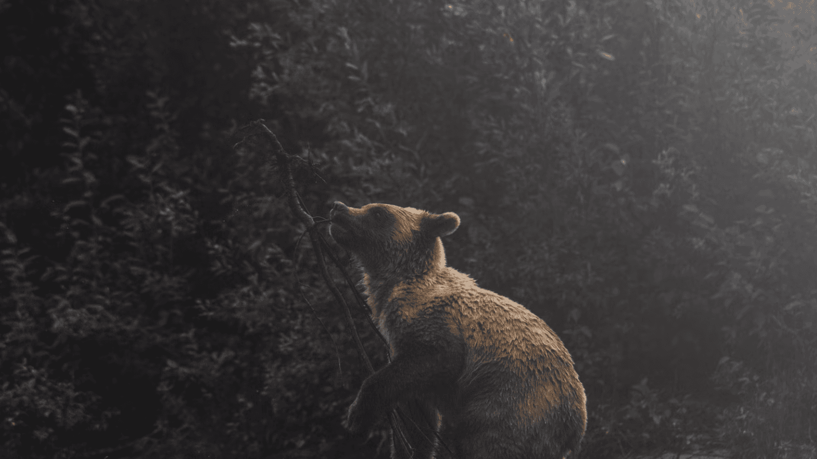 Crypto bear market (Olen Gandy, Unsplash)