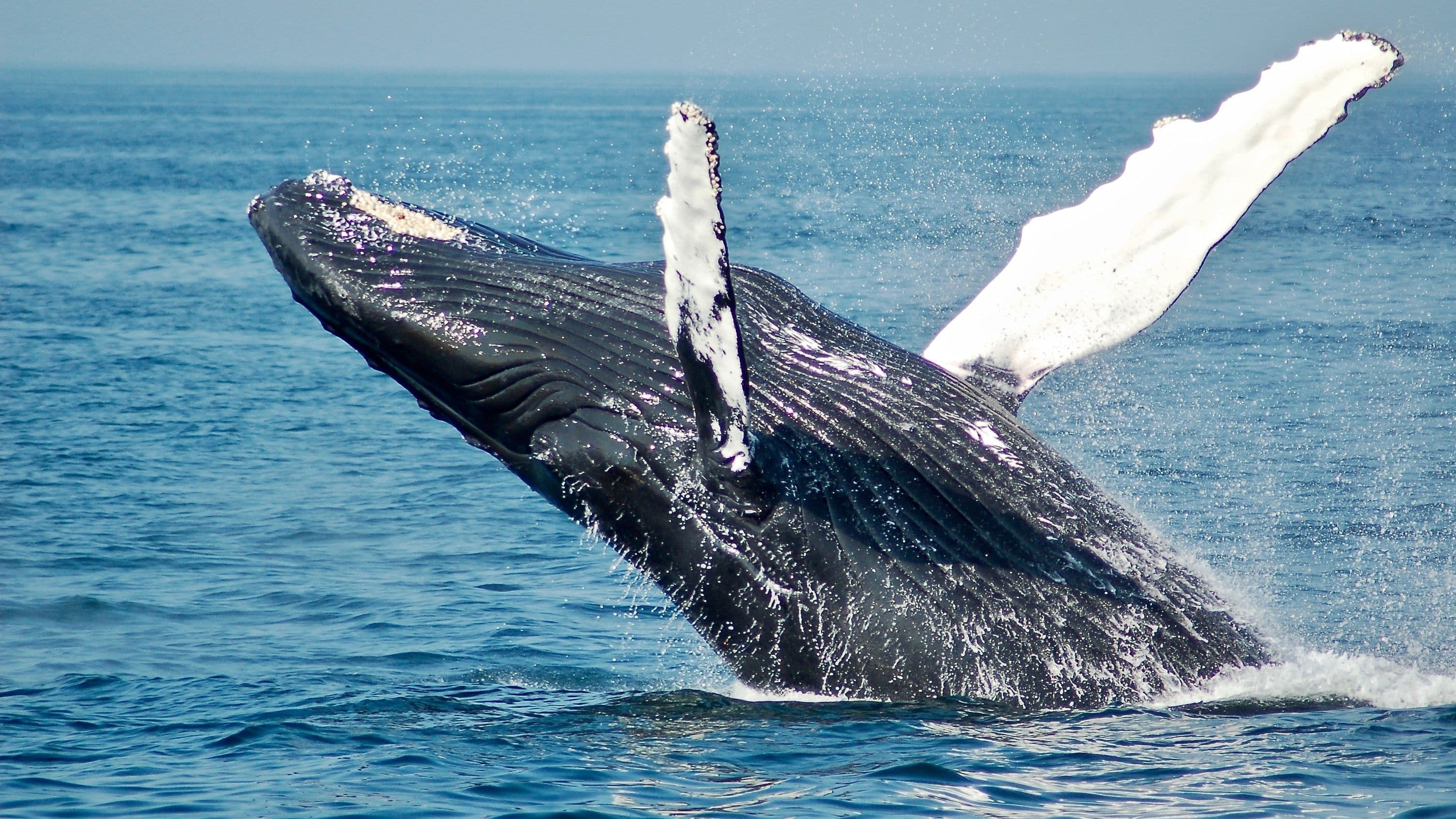 Whales (Todd Cravens/Unsplash)