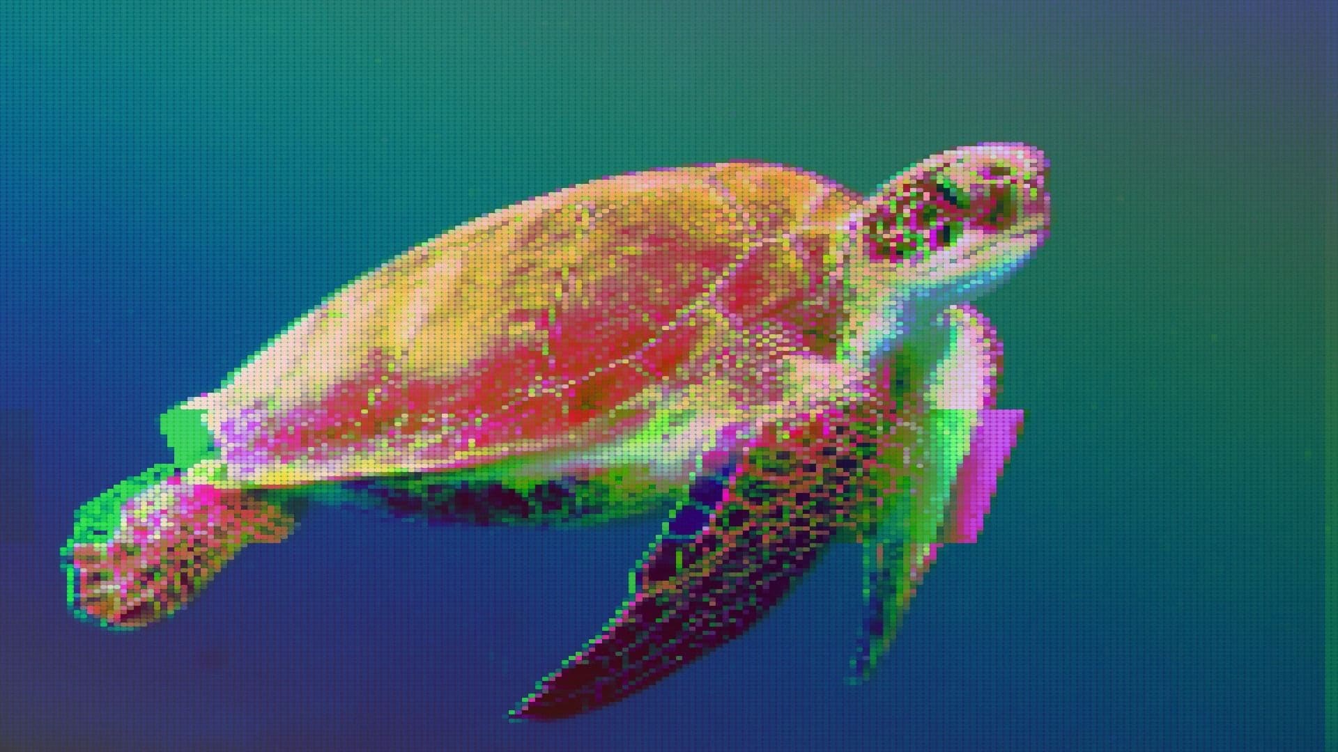 16:9 turtle, sea, ocean, (Wexor Tmg/Unsplash, modified by CoinDesk)