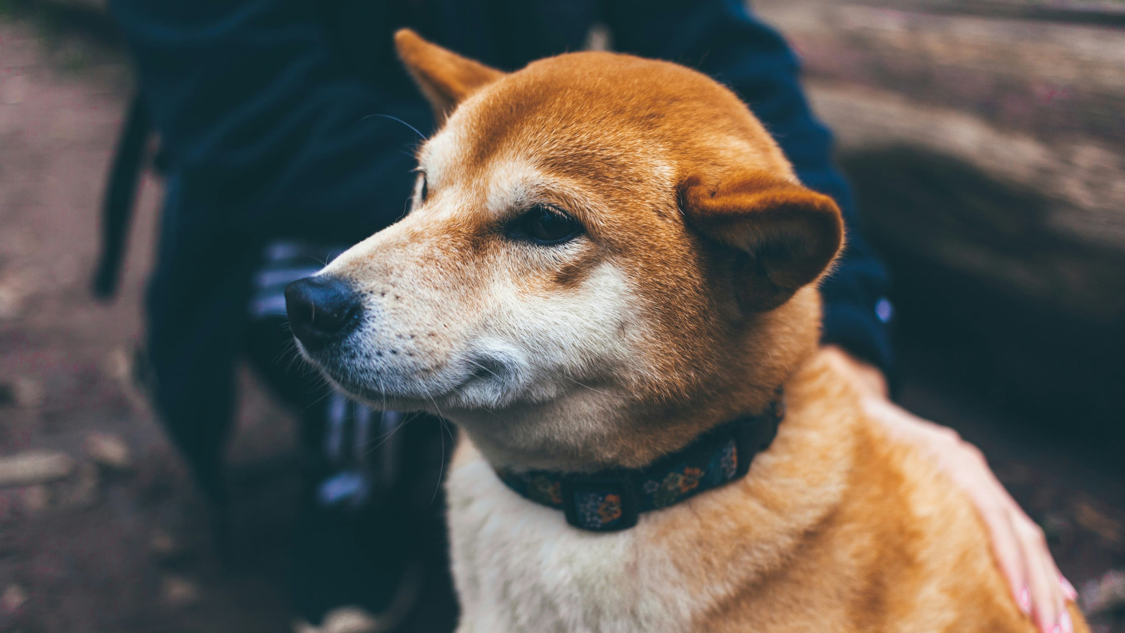 16:9 crop dogecoin, dog, shiba inu