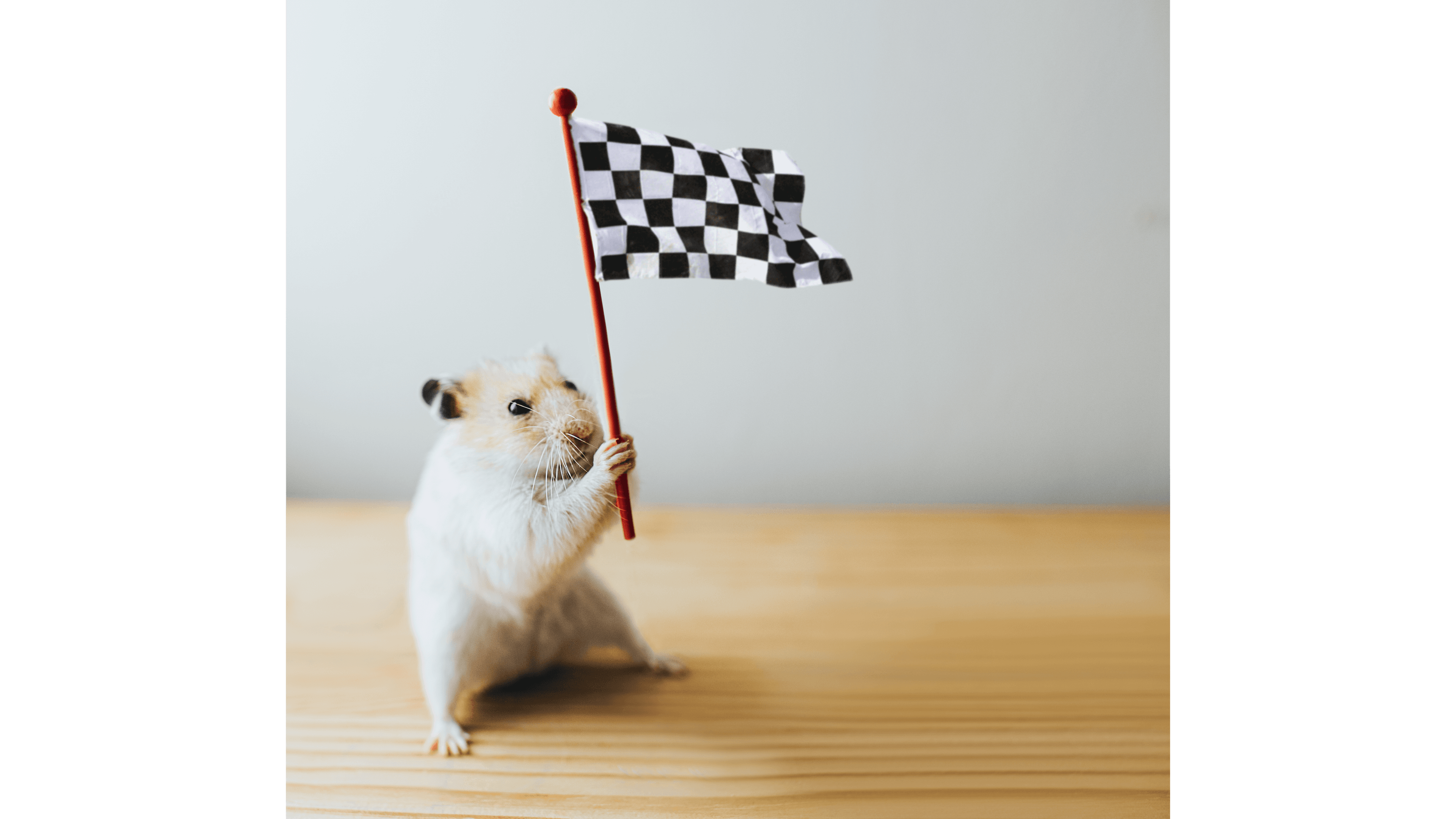 Cute syrian hamster holding and waving a chequered flag (Catherine Falls Commercial/Gettyimages)