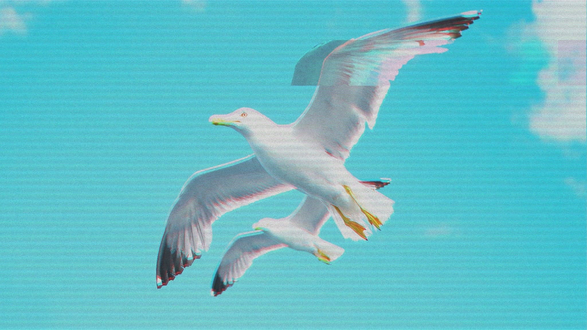 16:9 PATTY BOID, BIRD, ALBATROSS, SEABIRD SEAGUL (engin akyurt/Unsplash, modified by CoinDesk)