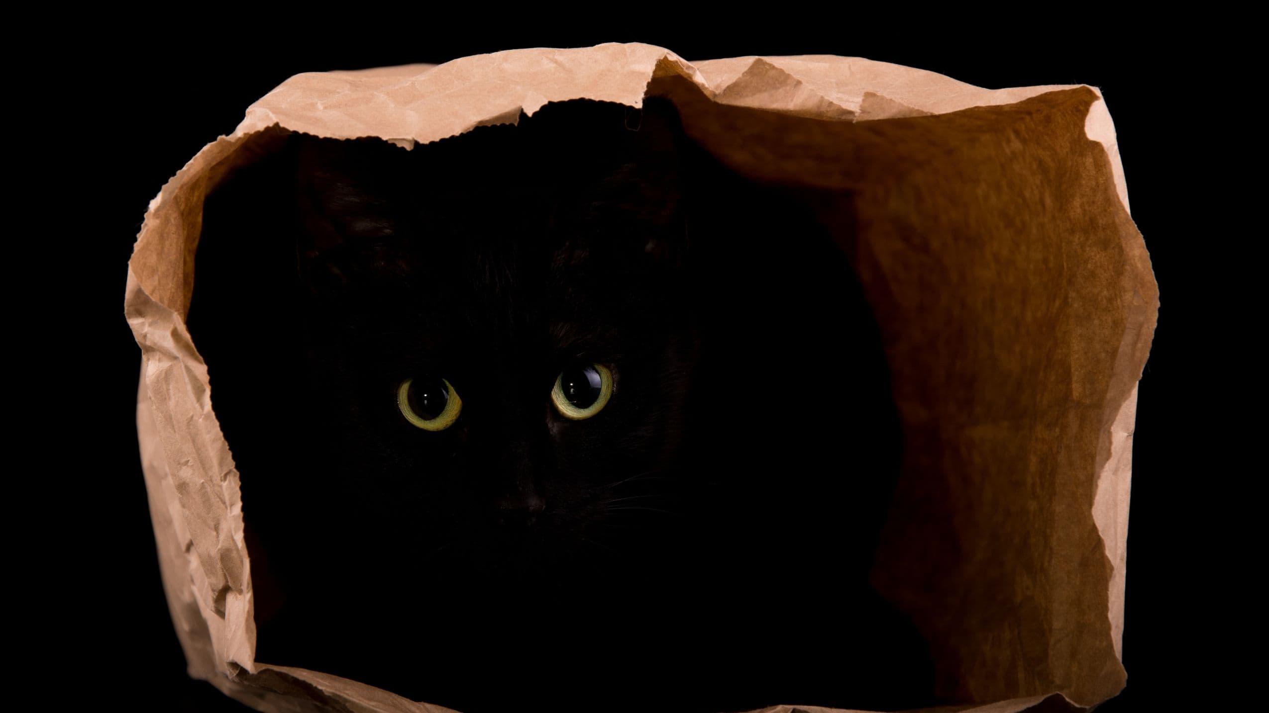 cat, hiding. (Shutterstock)