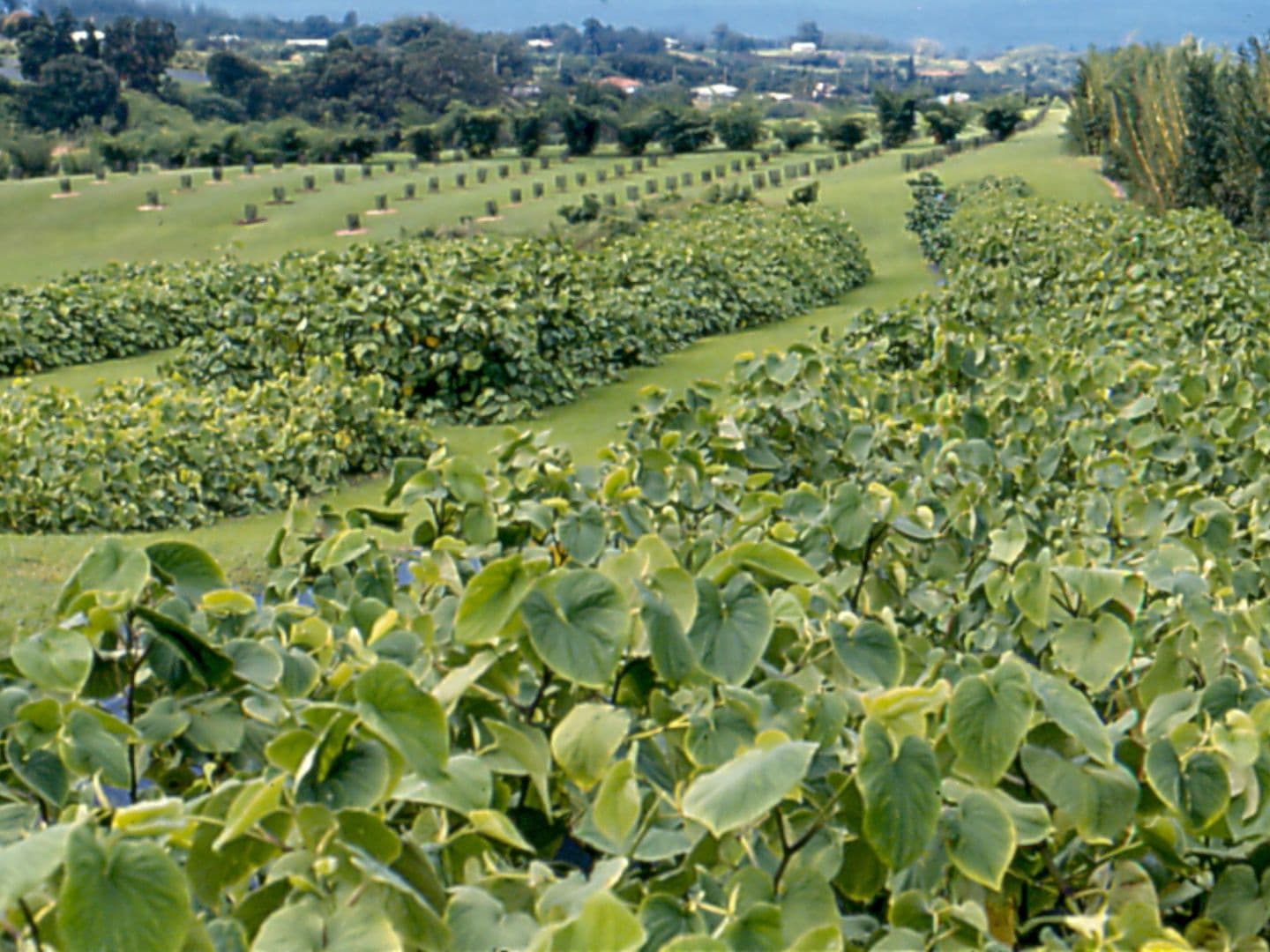 A kava farm (Scot NElson/Flickr/Wikimedia Commons)