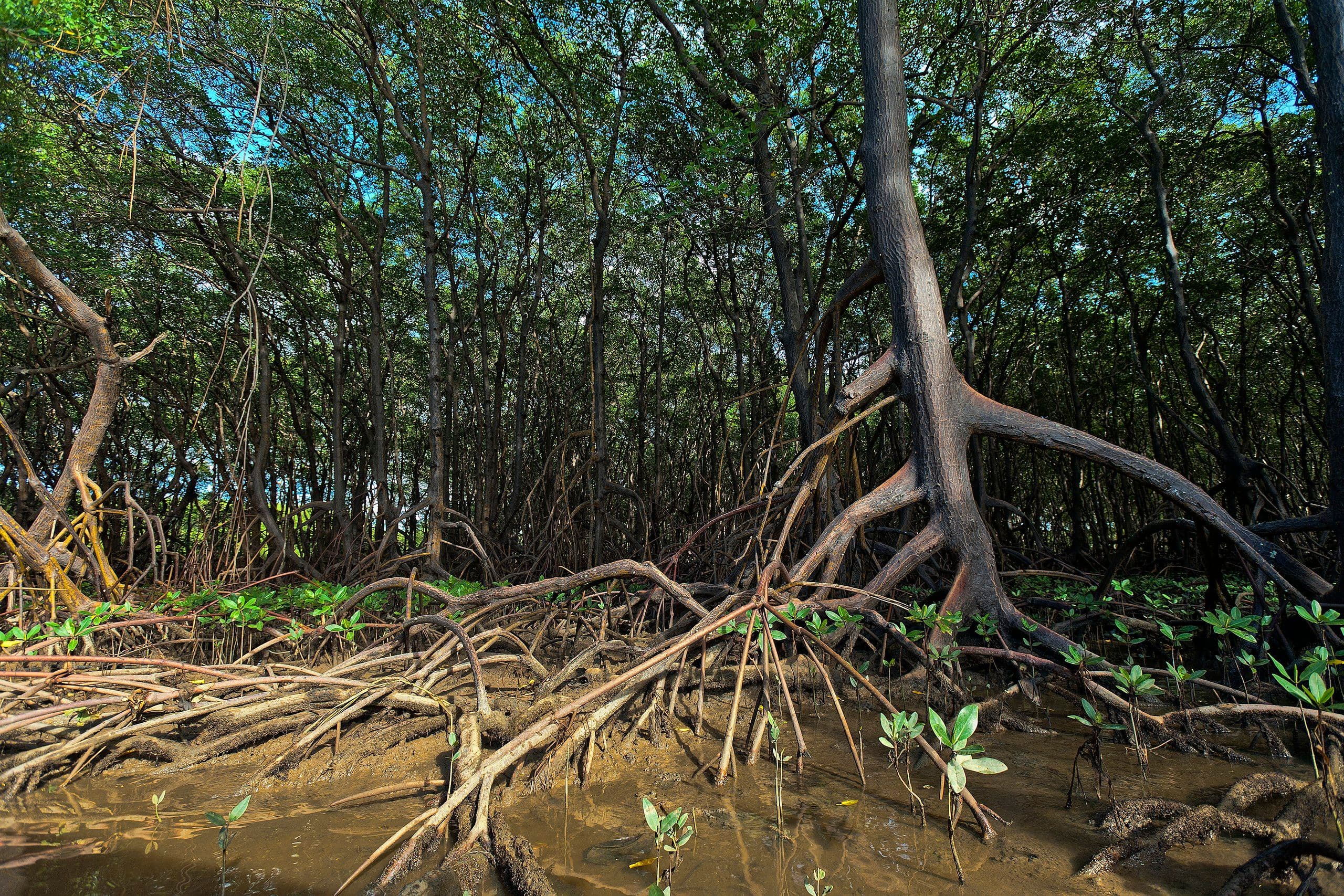 Mangroves