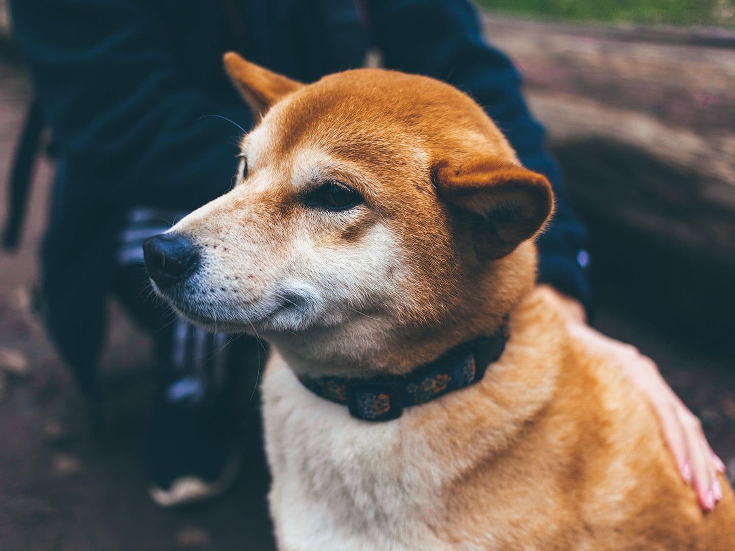 Bonk was airdropped to several Solana NFT projects and has steadily gained interest among holders. (Christal Yuen/Unsplash)