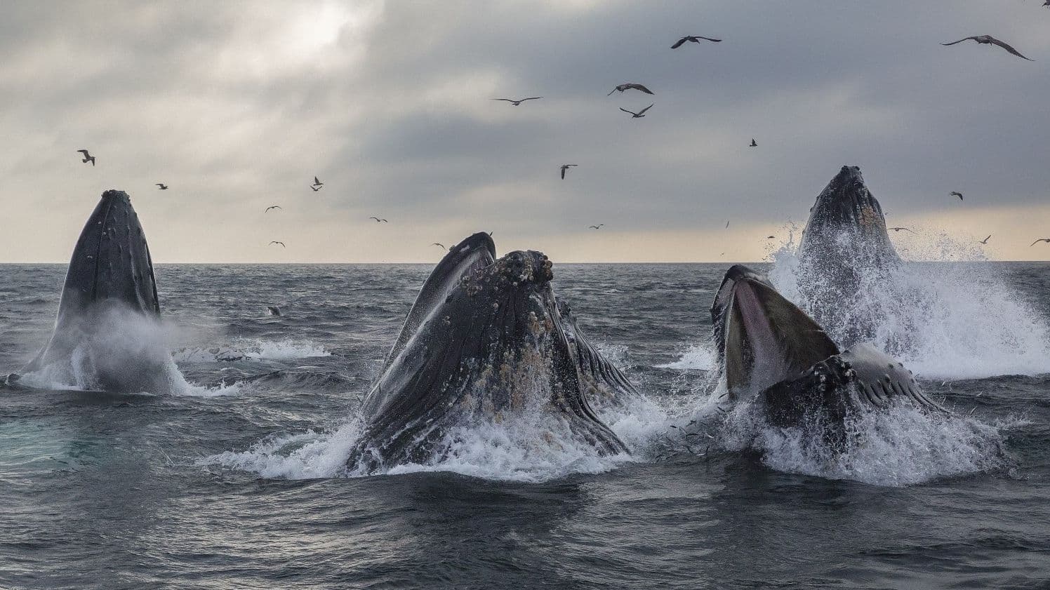 (16:9 Crop) Whales feeding (Shutterstock)