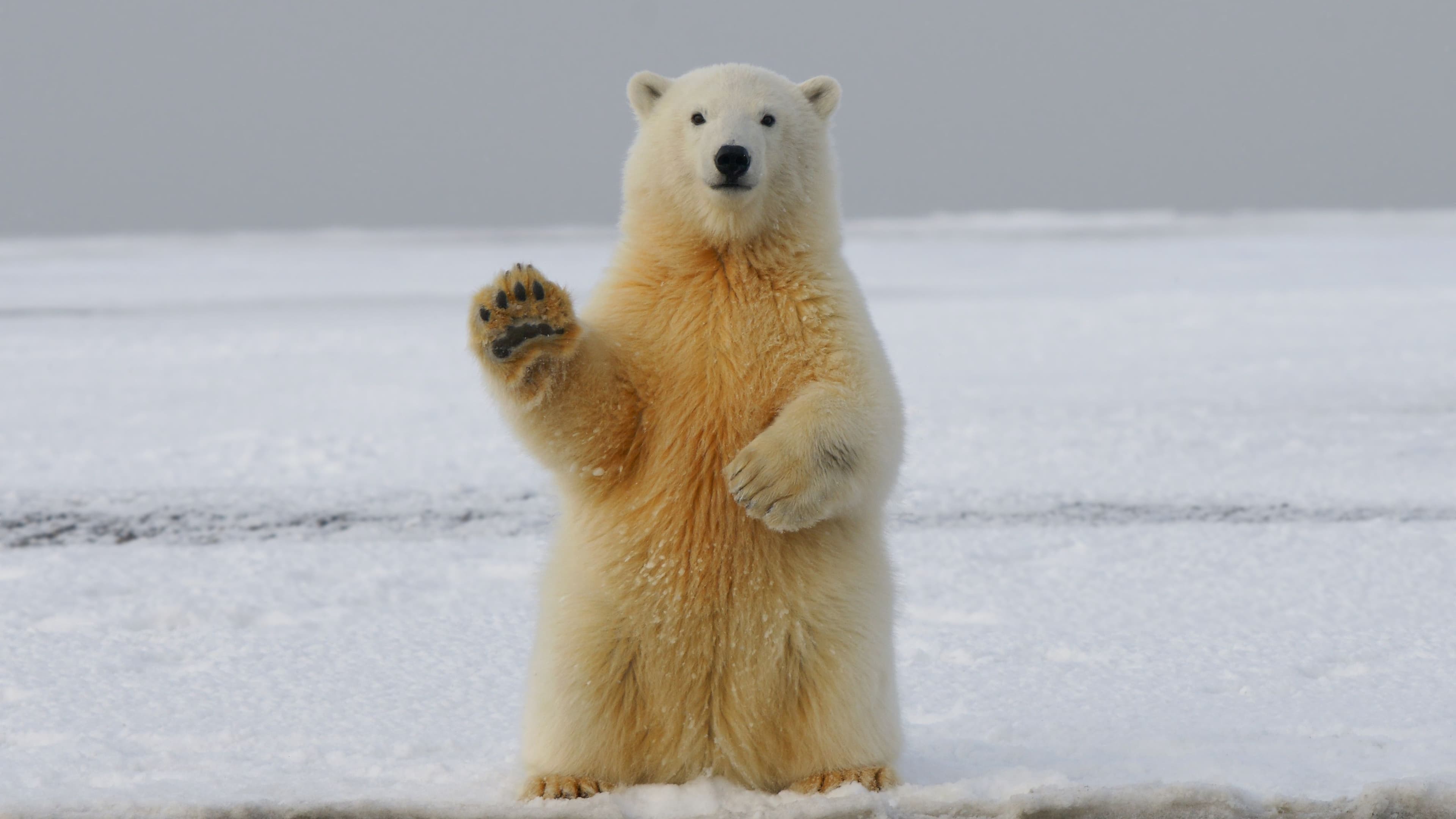 (16:9 CROP) A bear waving. (Hans-Jurgen Mager/Unsplash)