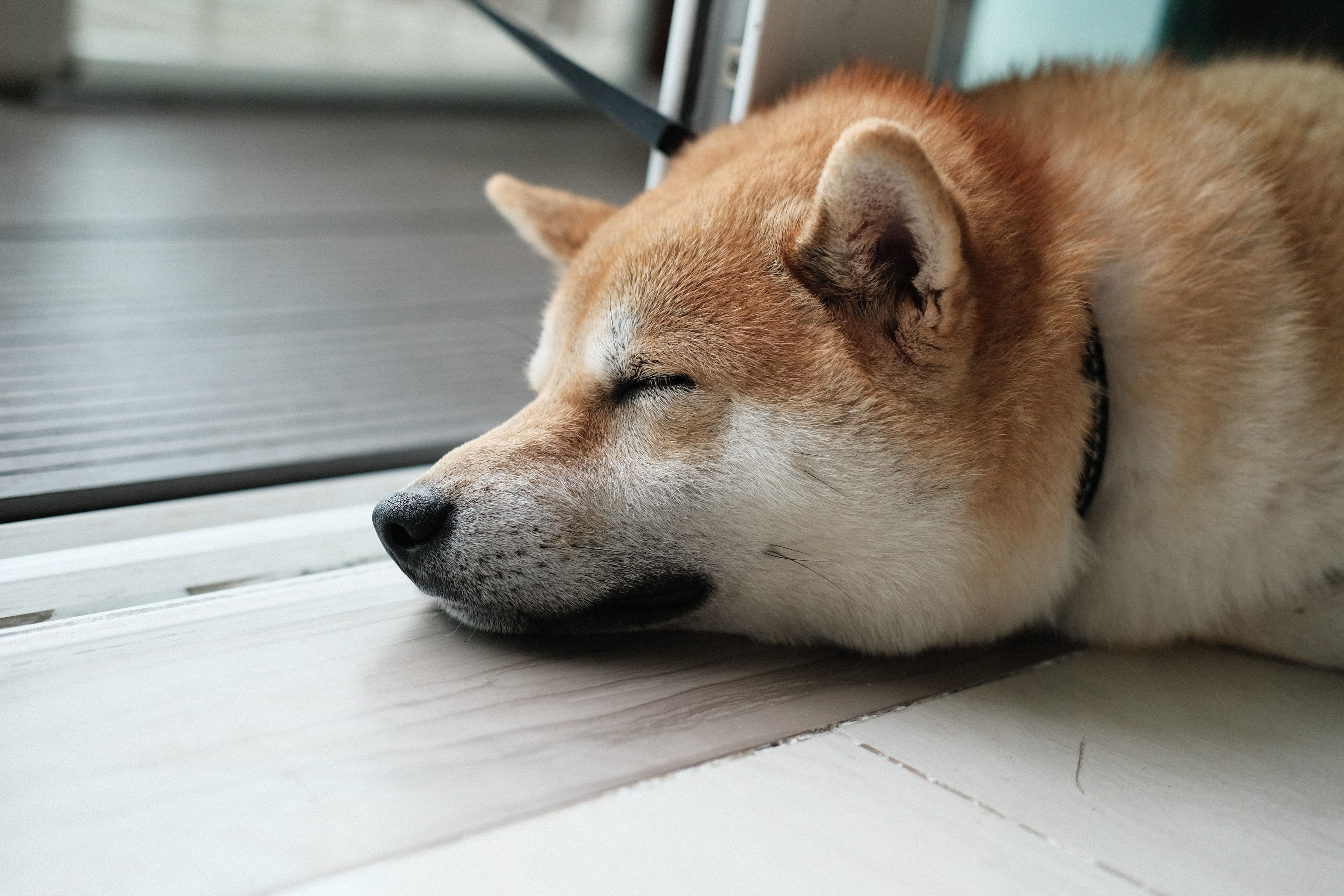 Dogecoin surges as Twitter signs deal with eToro (Minh Pham/Unsplash)