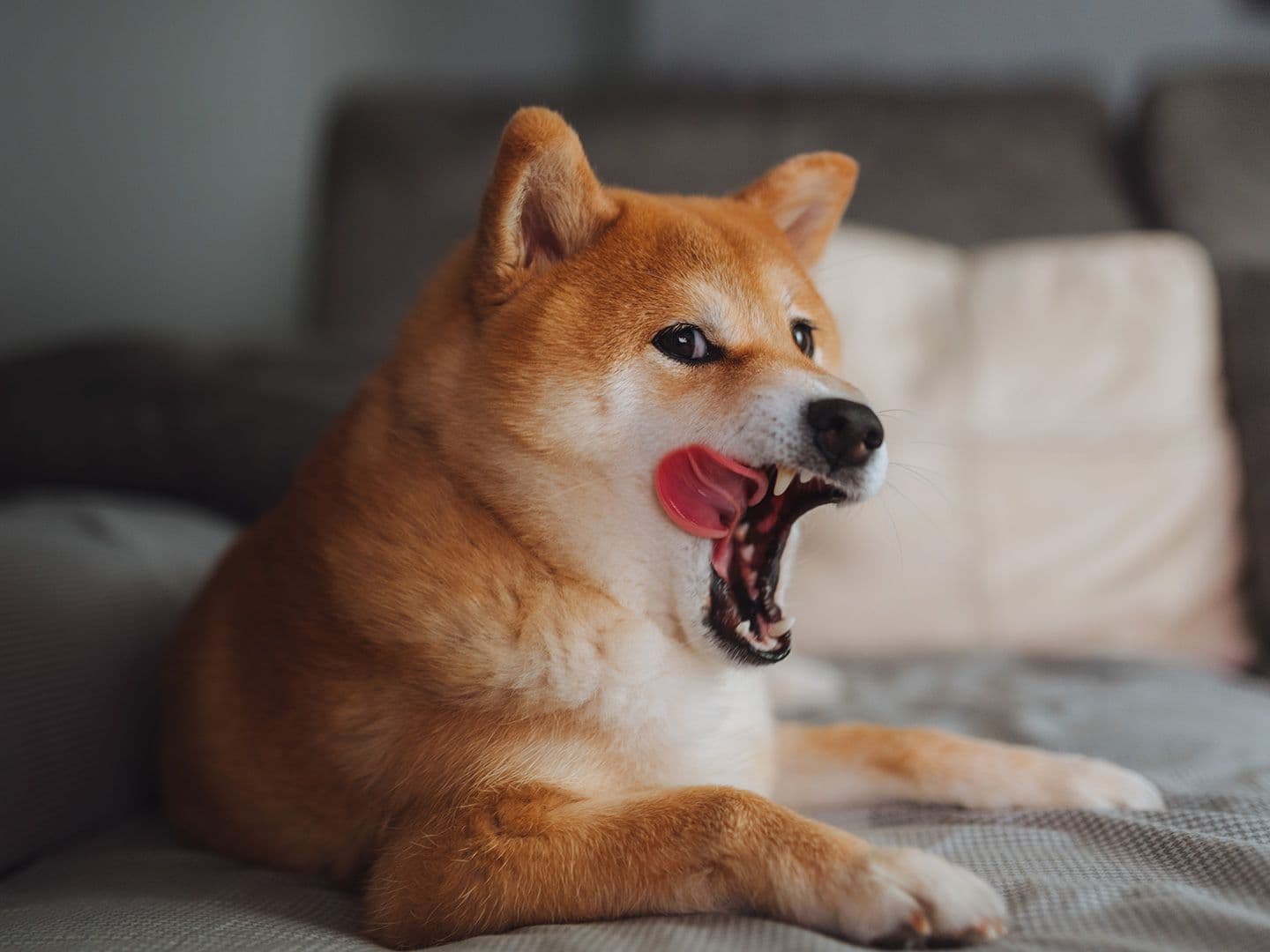 CDCROP: Shiba Inu Doge dog (Getty Images)