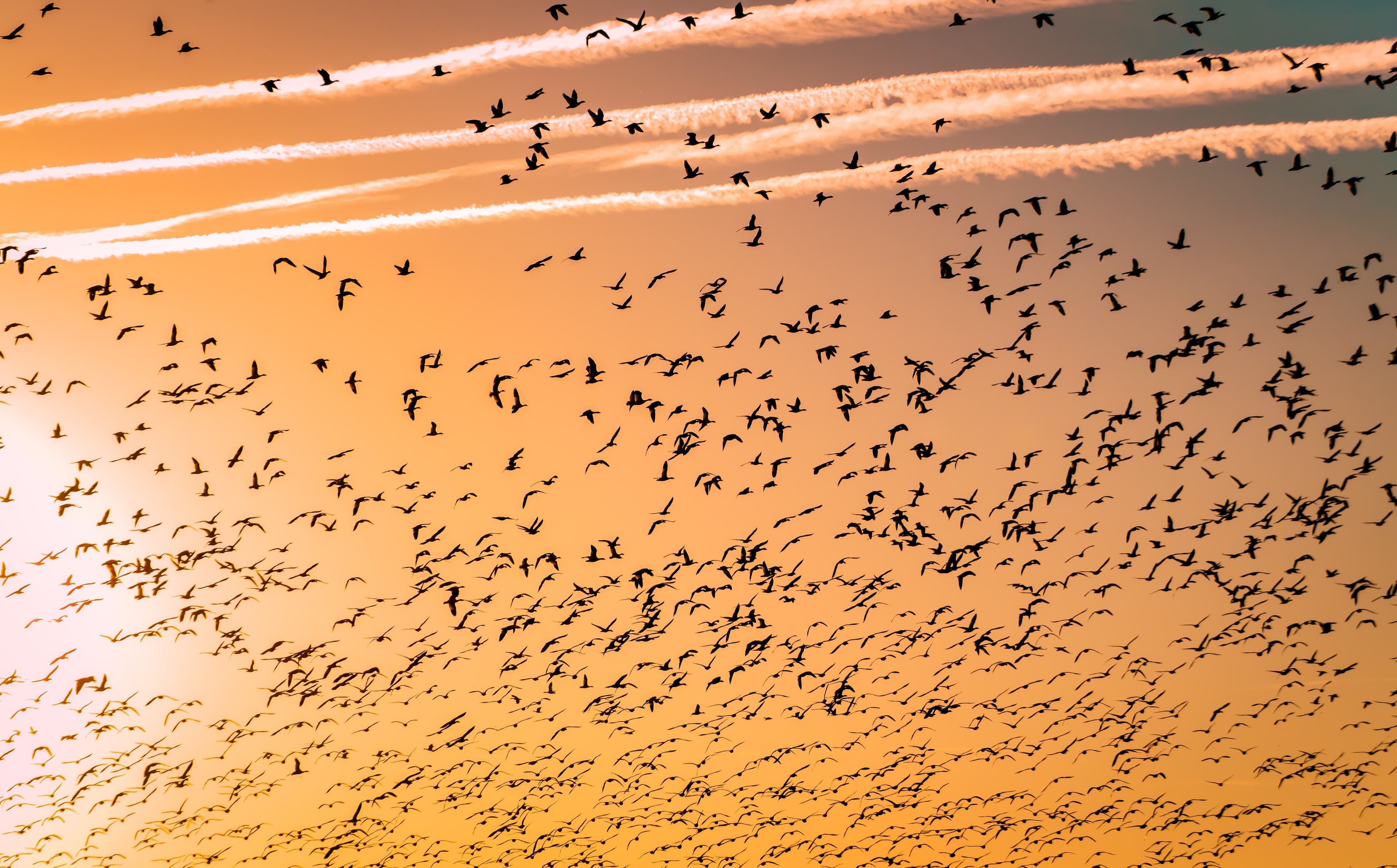 Birds migrating (Barth Bailey/Unsplash)