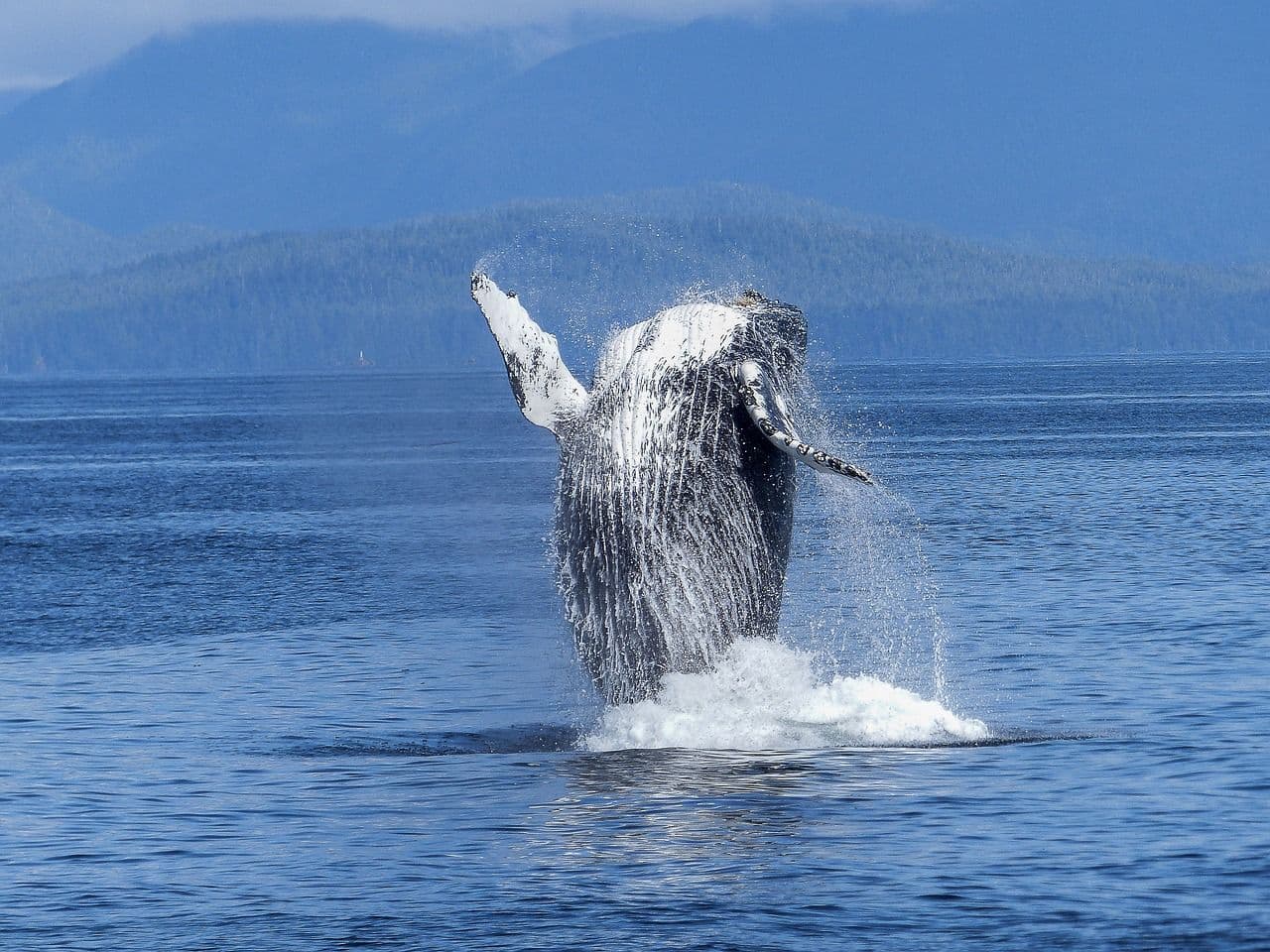 humpback (ArtTower/Pixabay)