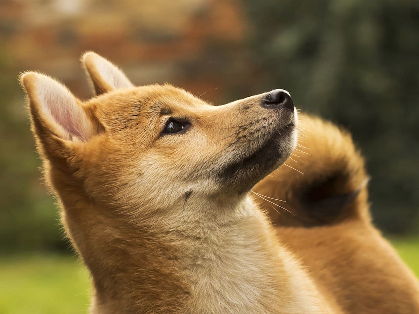 CDCROP: "Shibe," the dog made famous in the Doge meme that was popular in 2013. (Shutterstock)