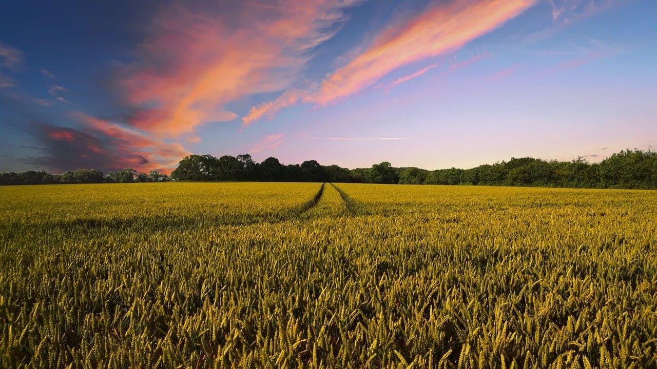 16:9 Agriculture (Pete Linforth/Pixabay)