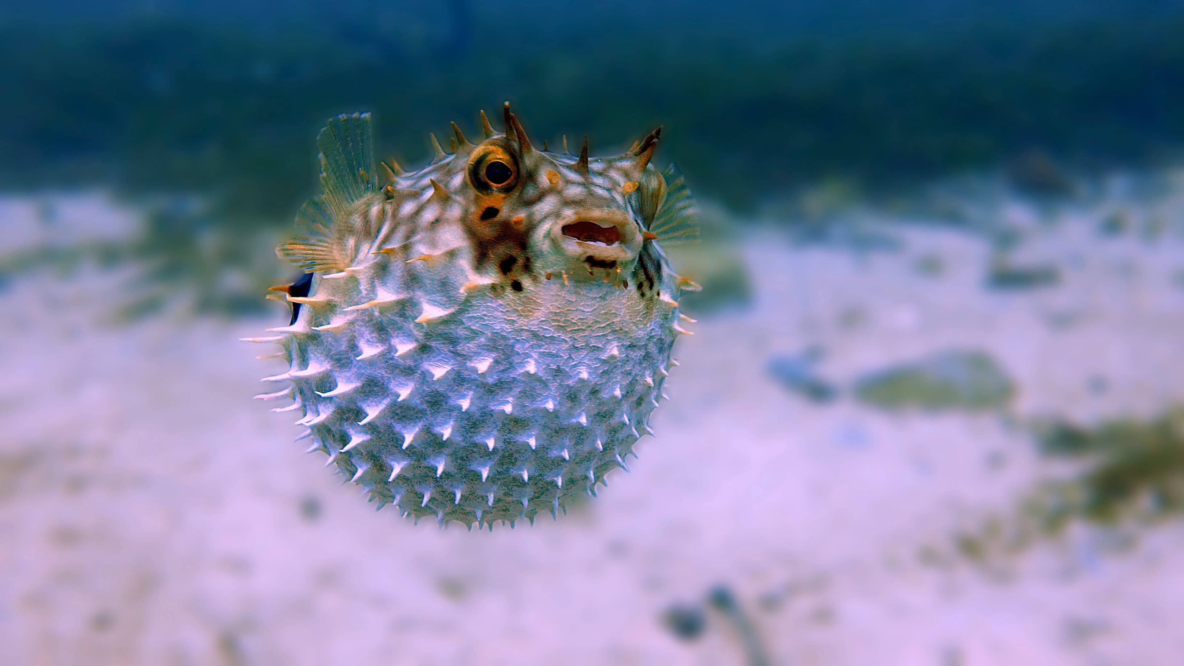 Puffer fish (Stelio Puccinelli/Unsplash)