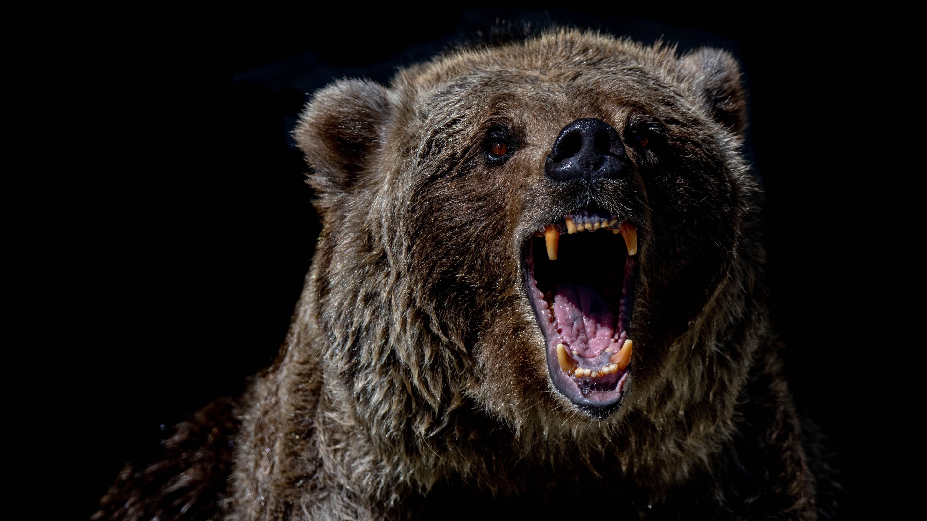 (16:9 CROP) Bear (mana5280/Unsplash)