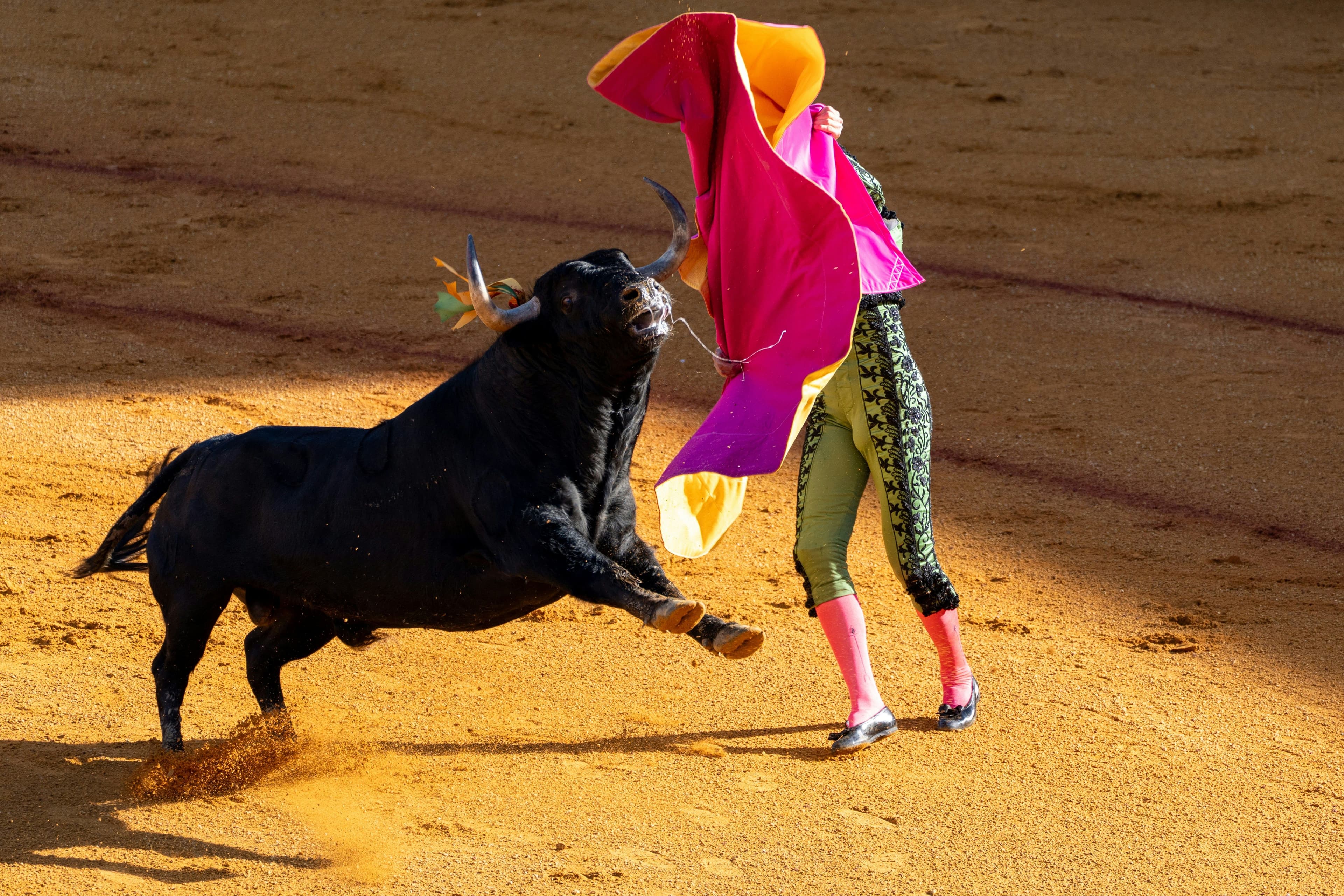 Bull fight