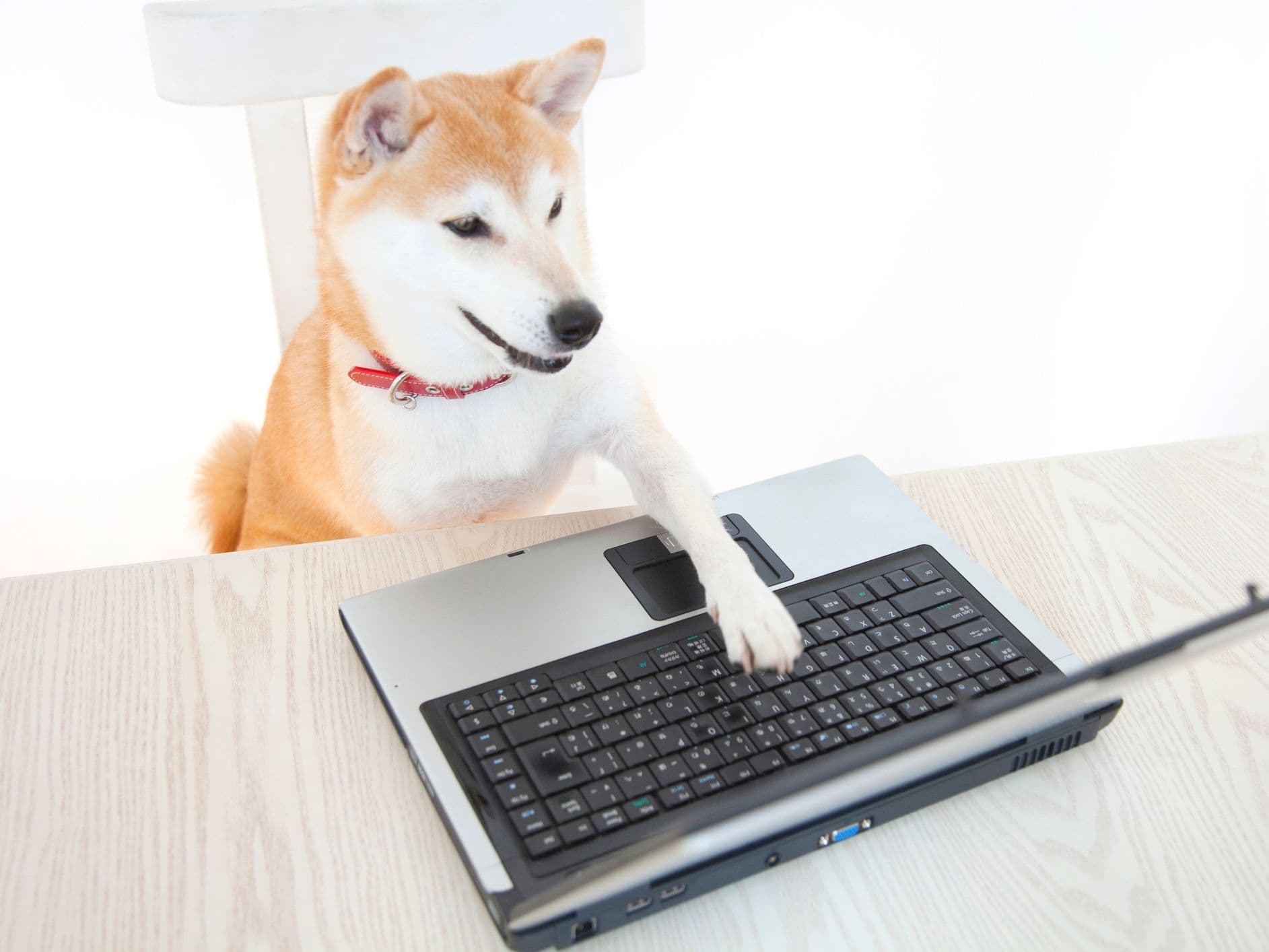 Shiba Inu using PC (Payless)