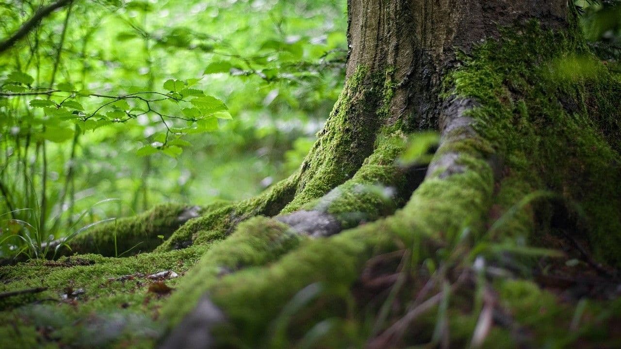 16:9 Tree roots (StockSnap/Pixabay)