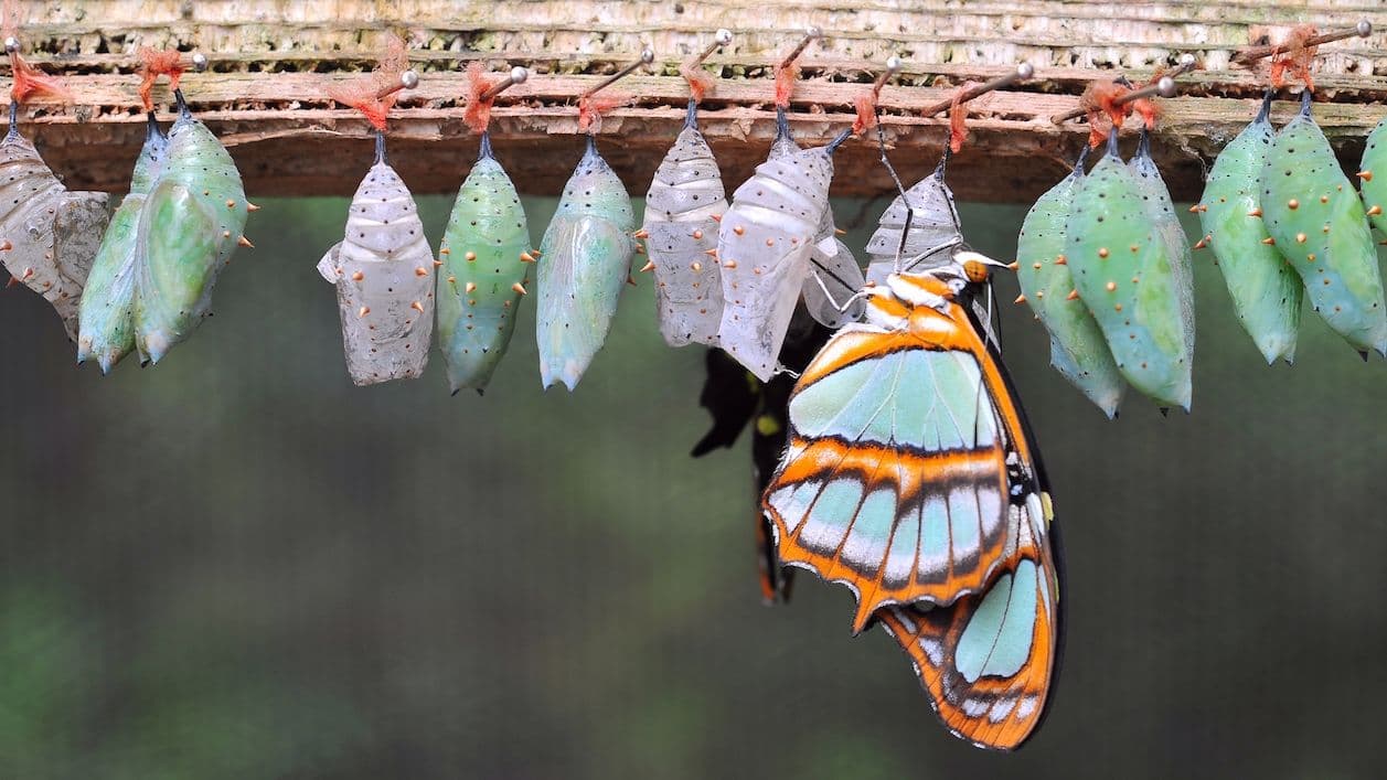 butterfly effect (Shutterstock)