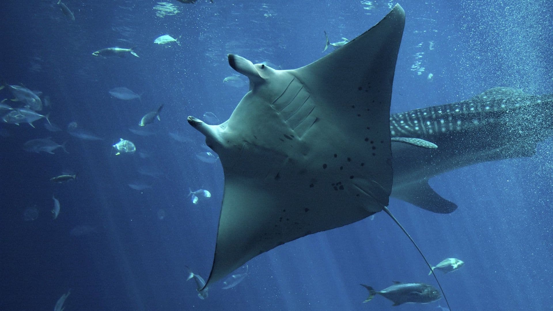 manta ray