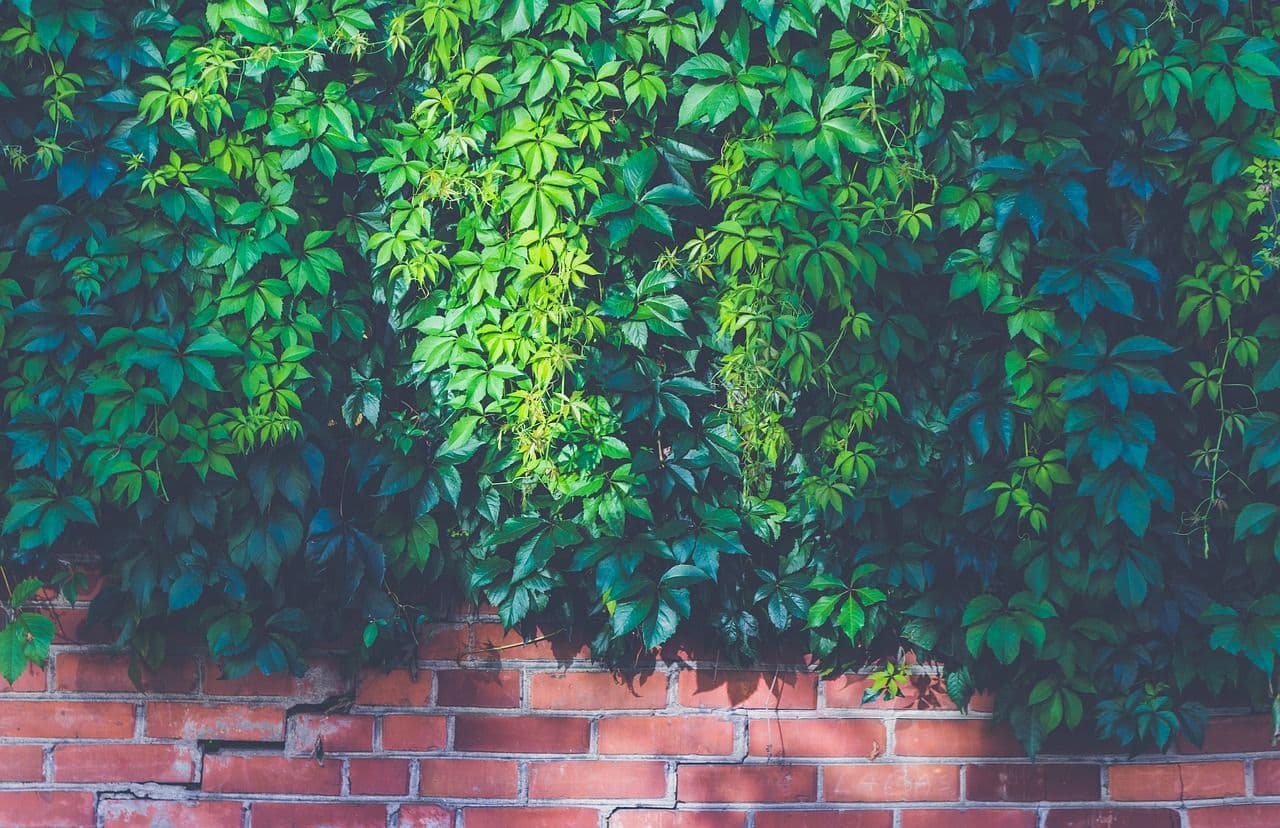 Brick wall with leaves. (Pexels/Pixabay)